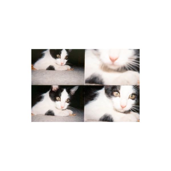 Lomography ActionSampler Clear 4-Photos on one Camera