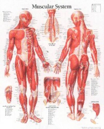 Muscular System with Male Figure Laminated Poster