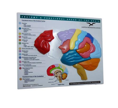 Brain Model & Puzzle � Anatomy and Functional Areas of the Brain
