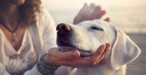 Canine Communication Diploma